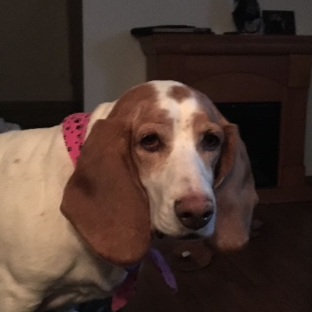 Laura Dusing V.-avatar