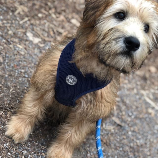 review