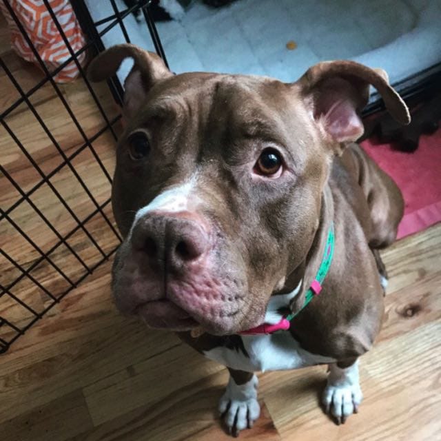 Best Dog Walkers in Edgewater, FL Wag!