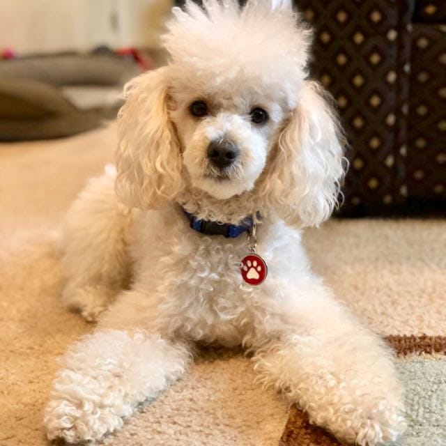 Best Dog Walkers in Redding, CA Wag!