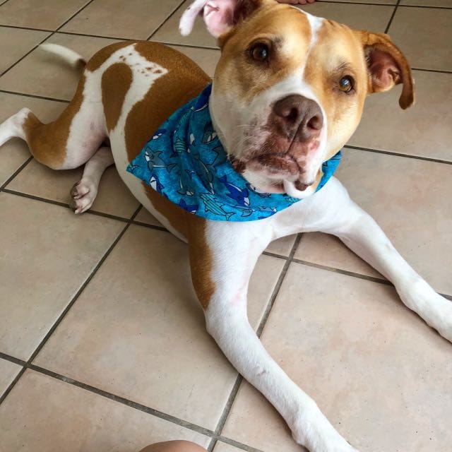 Top Dog Sitters and Boarders in Monroe, LA Wag!