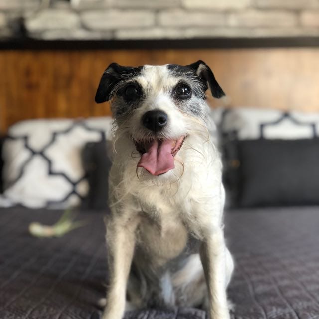 Best Dog Walkers in Lake Arrowhead, CA Wag!