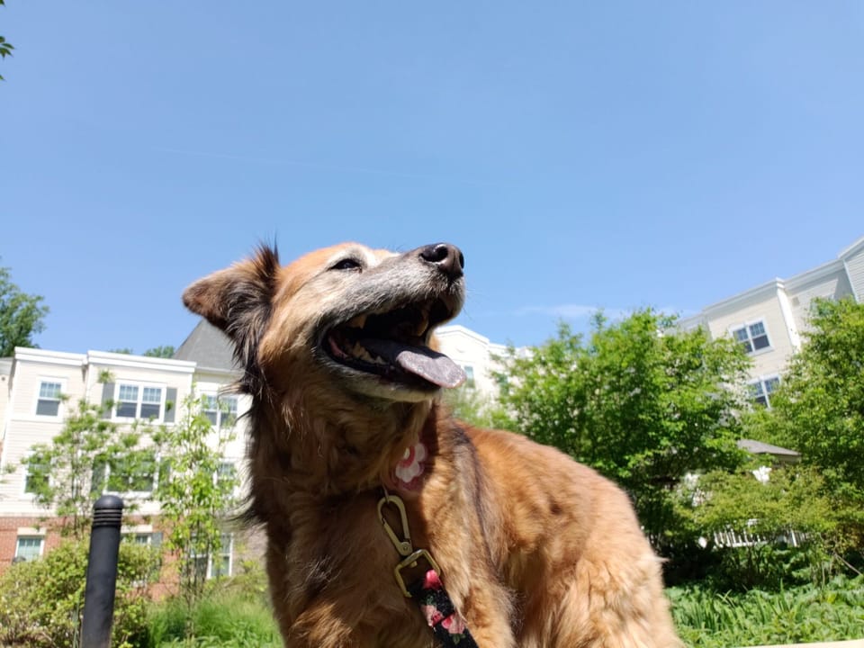 review