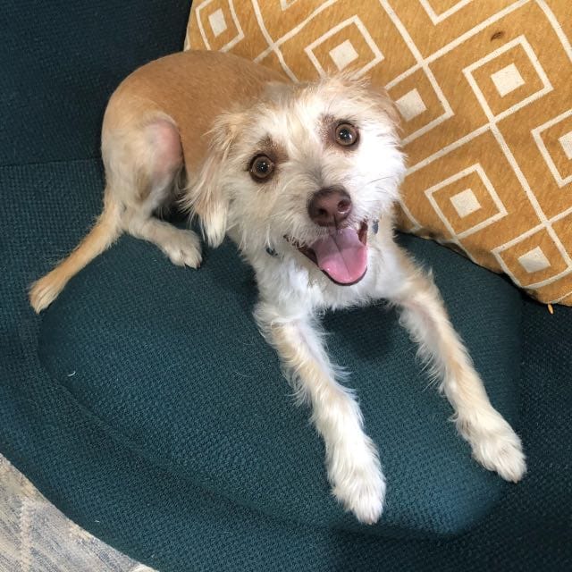 Doggie Daycare Elkhound Ranch Kennel Best Dog Walkers In