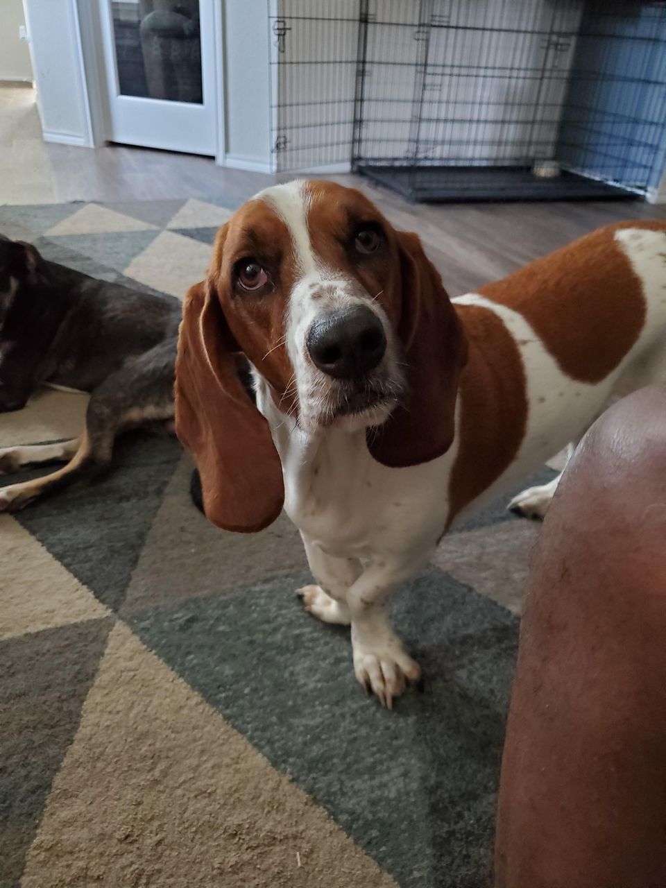 Best Dog Walkers in Tyler, TX Wag!