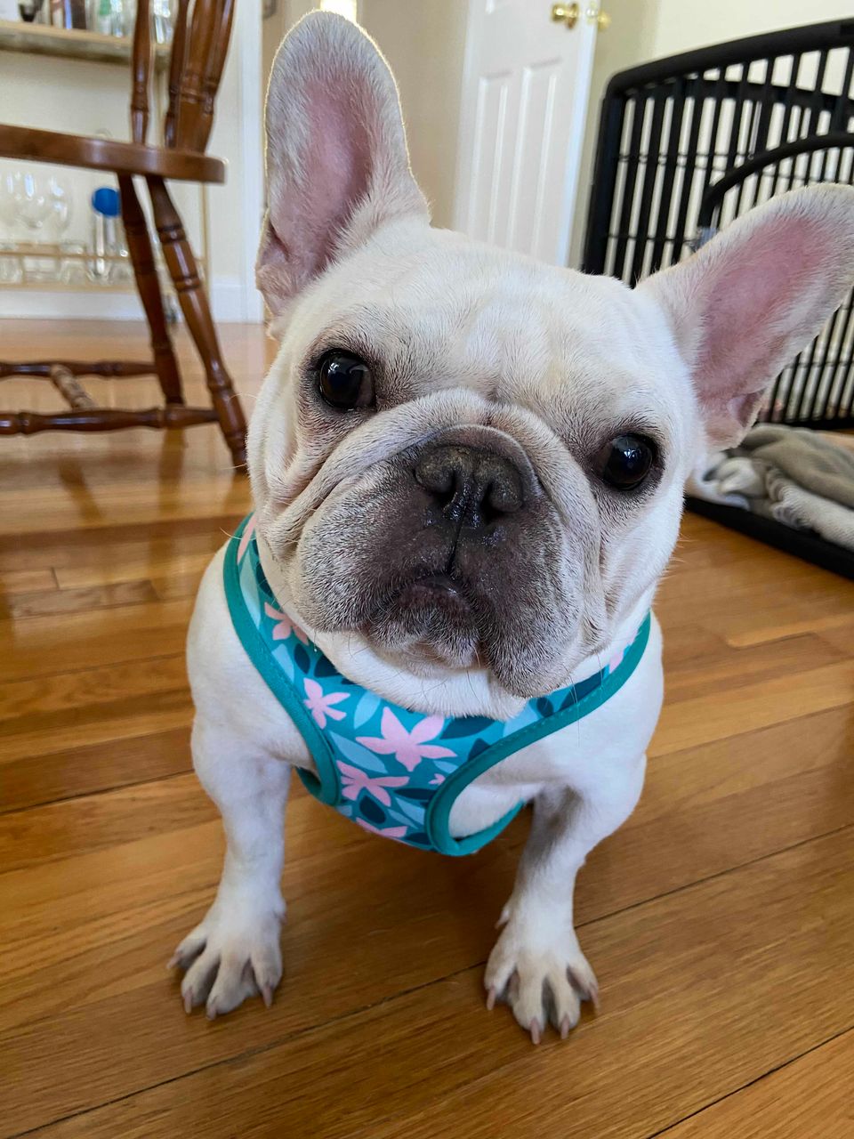 Dog walking services in Uxbridge, MA
