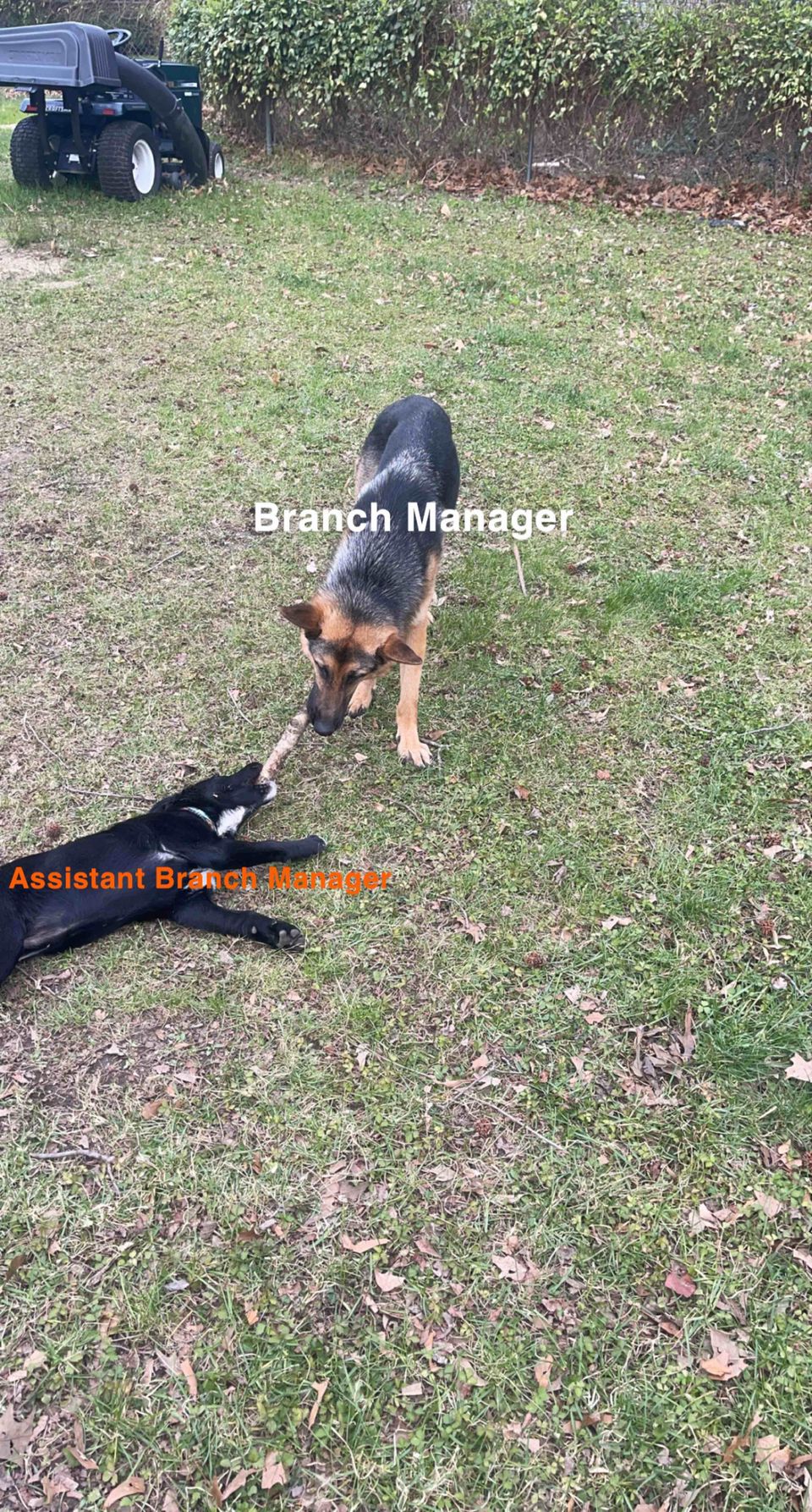 review