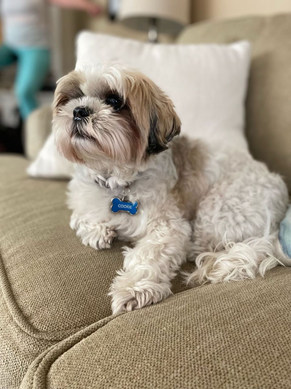 Top Dog Sitters and Boarders in Irvine, CA Wag!